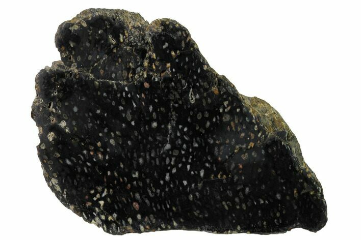 Polished, Black Petrified Palm Root Slab - Indonesia #151945